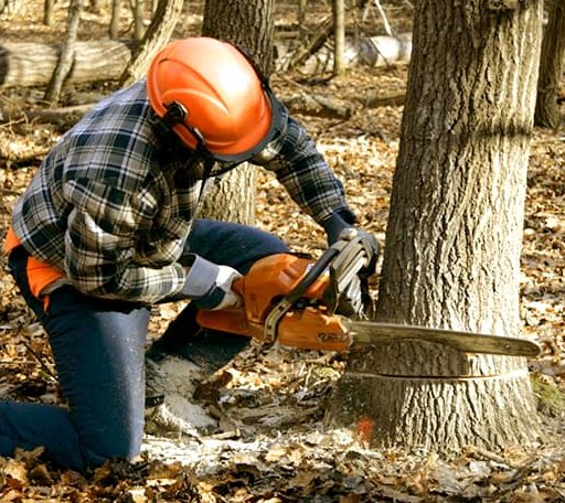 Tree Removal in Fairview, KS